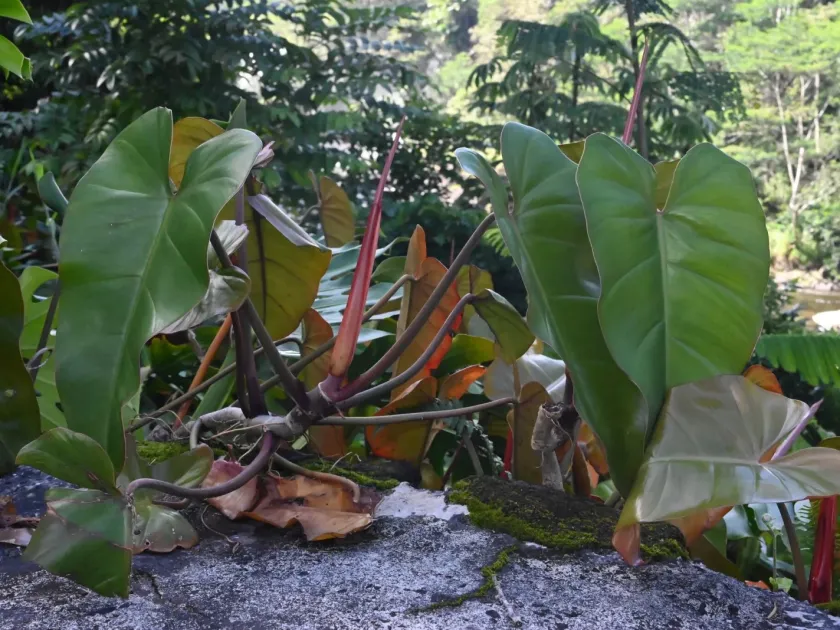 Red-leaf philodendron