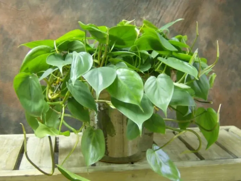 Philodendron hederaceum