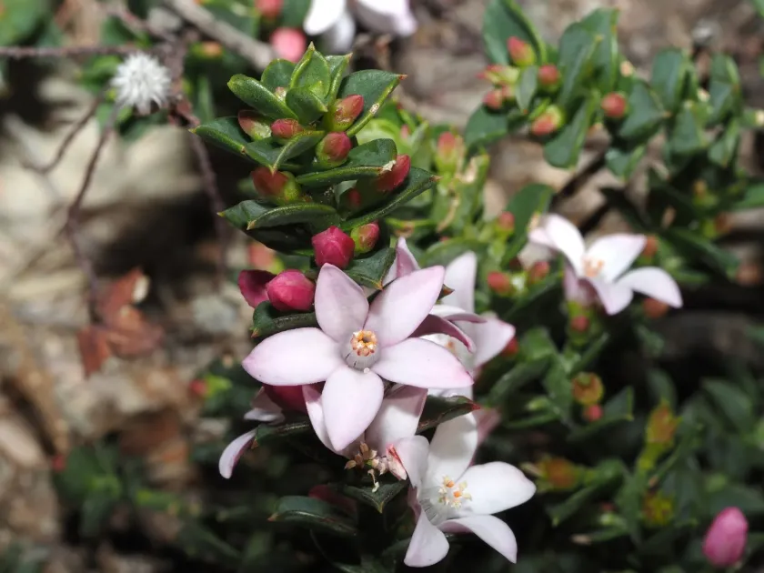 Philotheca buxifolia