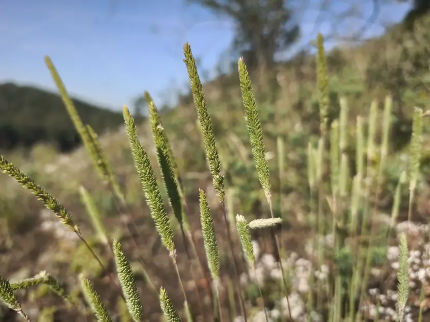 Phleum phleoides