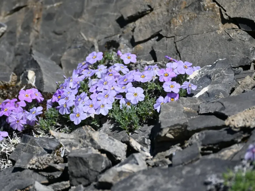 Richardson's hybrid phlox