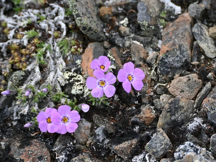 Richardson's cleft phlox