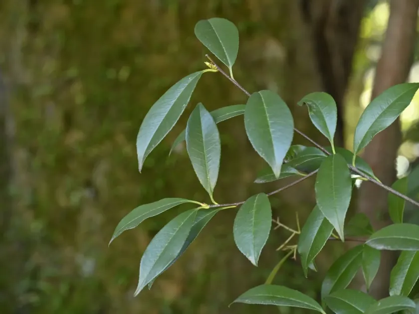 Photinia glabra