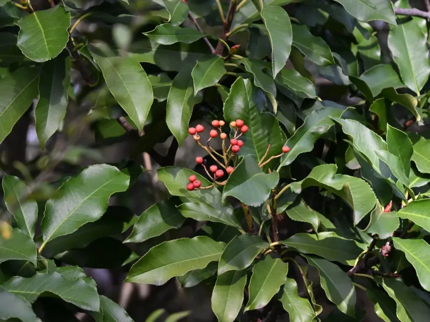 Photinia serratifolia