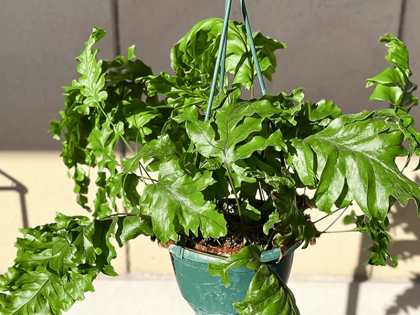 Phlebodium-Pyrrosia Hybrid Fern
