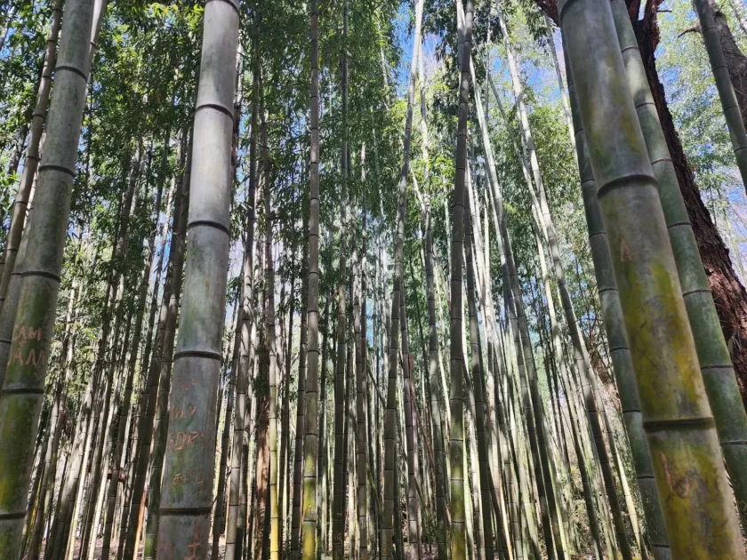 Moso bamboo