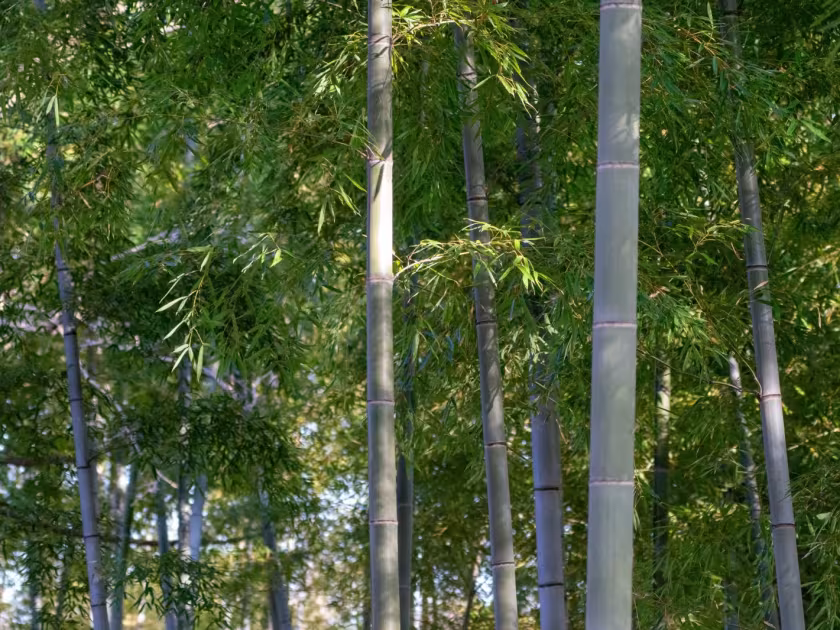 Moso bamboo