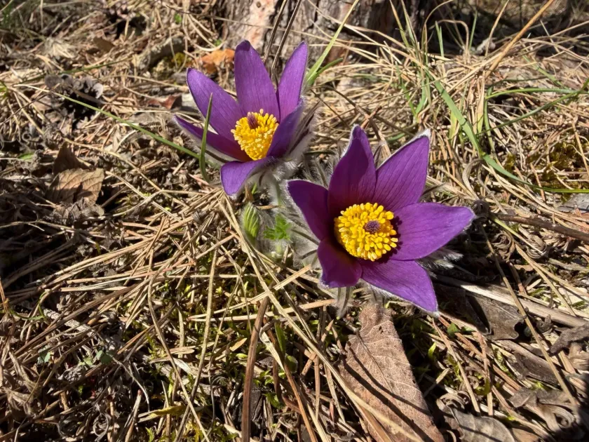 Pulsatilla vulgaris
