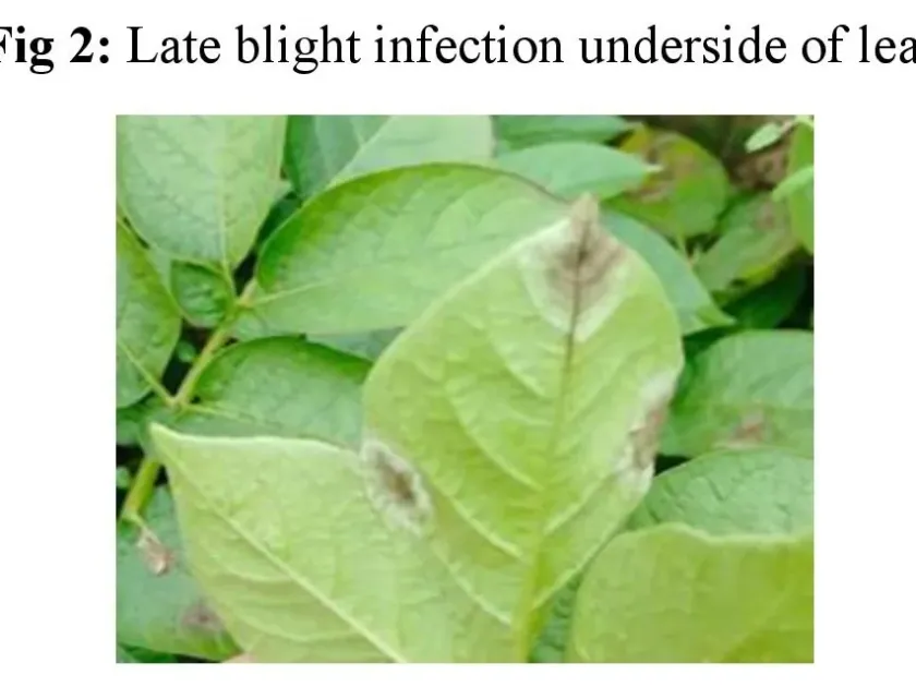Late blight