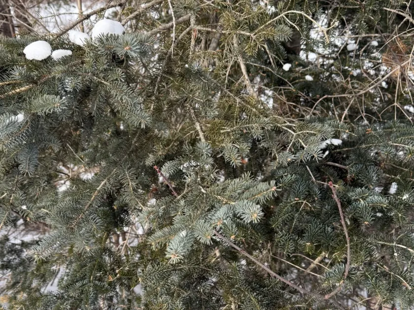 White spruce