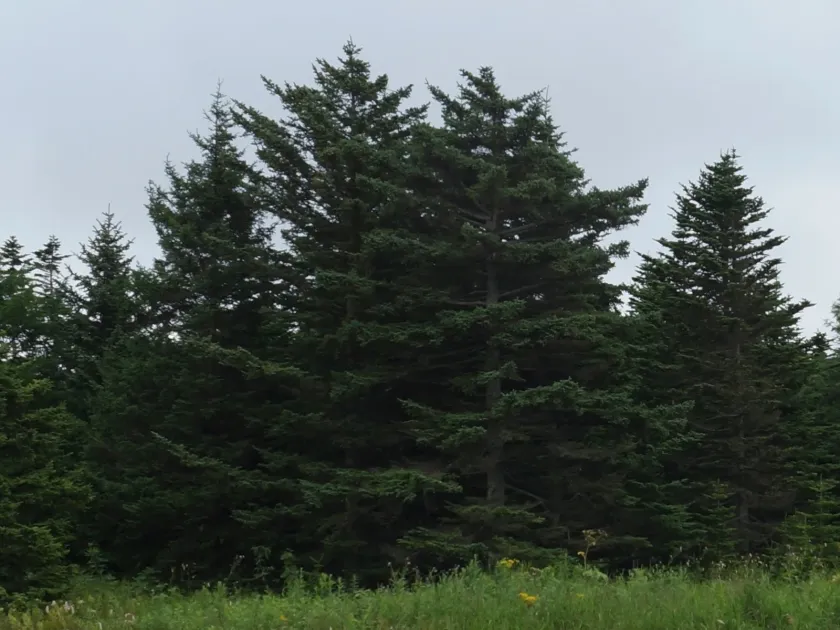 Glehn's spruce