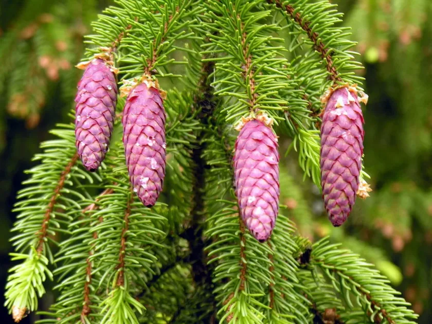 Lutz spruce