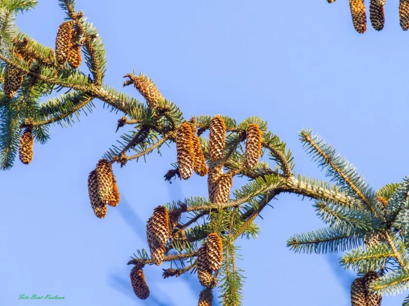 Sitka spruce