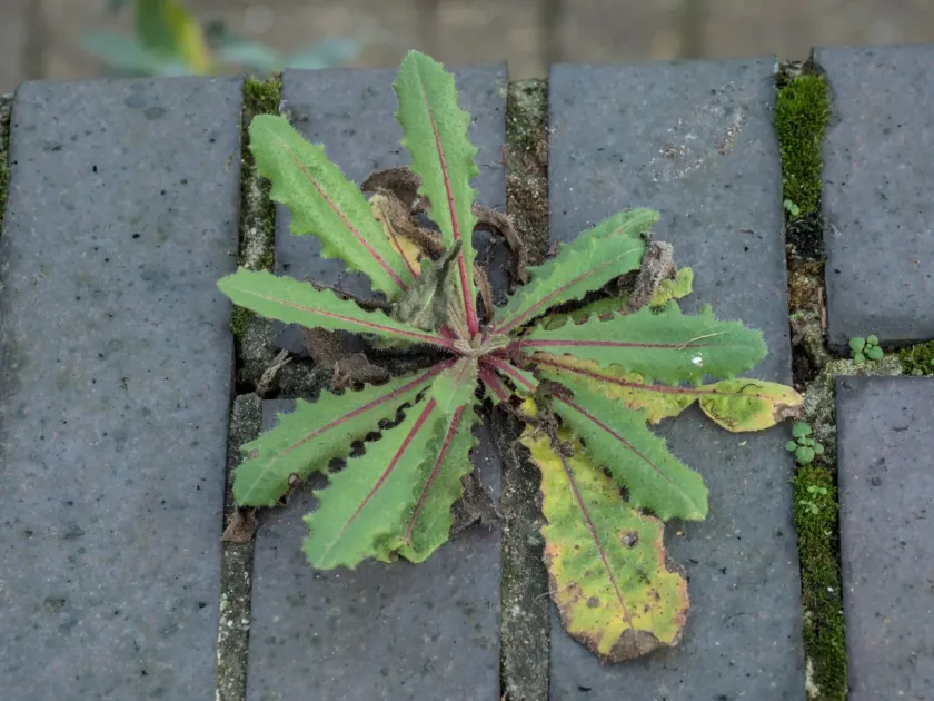 Hawkweed oxtongue