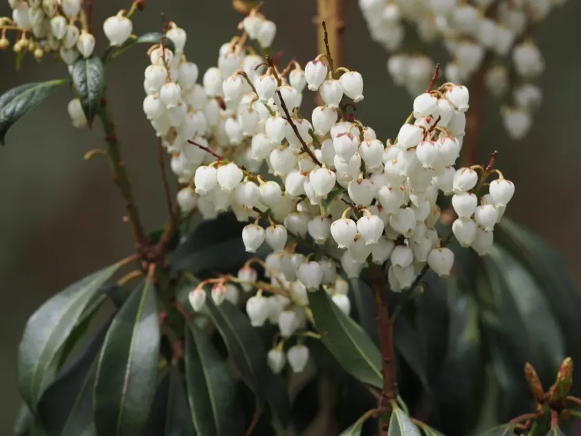 Hybrid Pieris