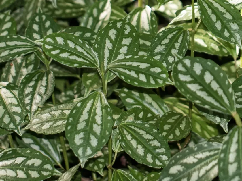 Pilea cadierei