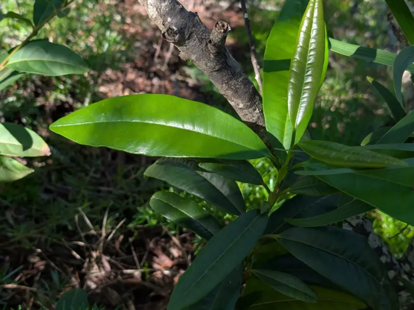 Allspice
