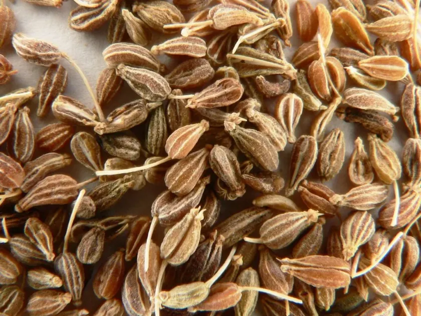 Anise