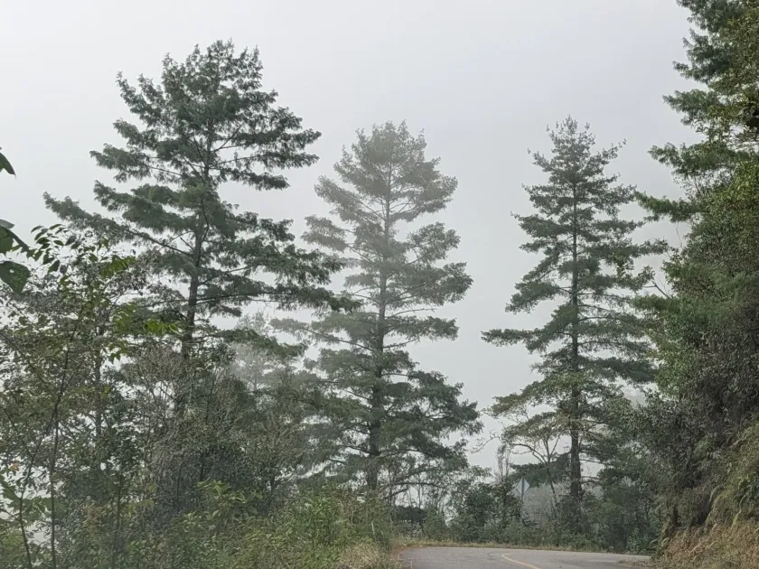 Chiapas pine