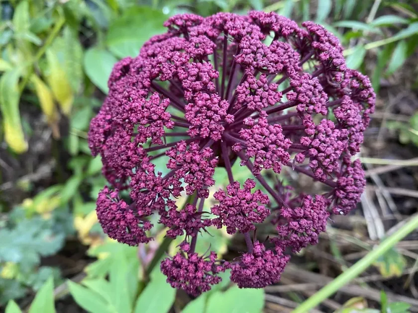 Giant Angelica