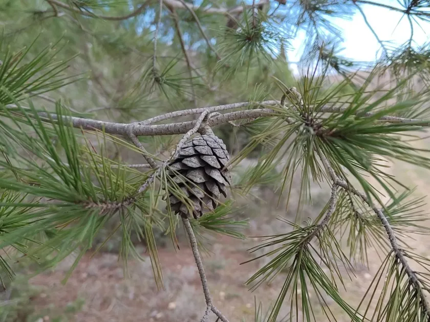 Aleppo pine