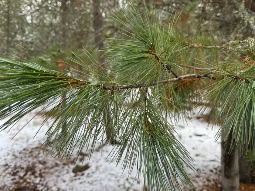 Western white pine