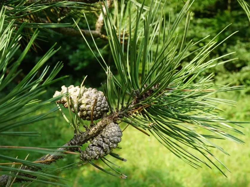 Corsican Pine