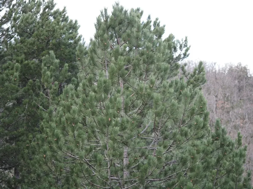 Black pine