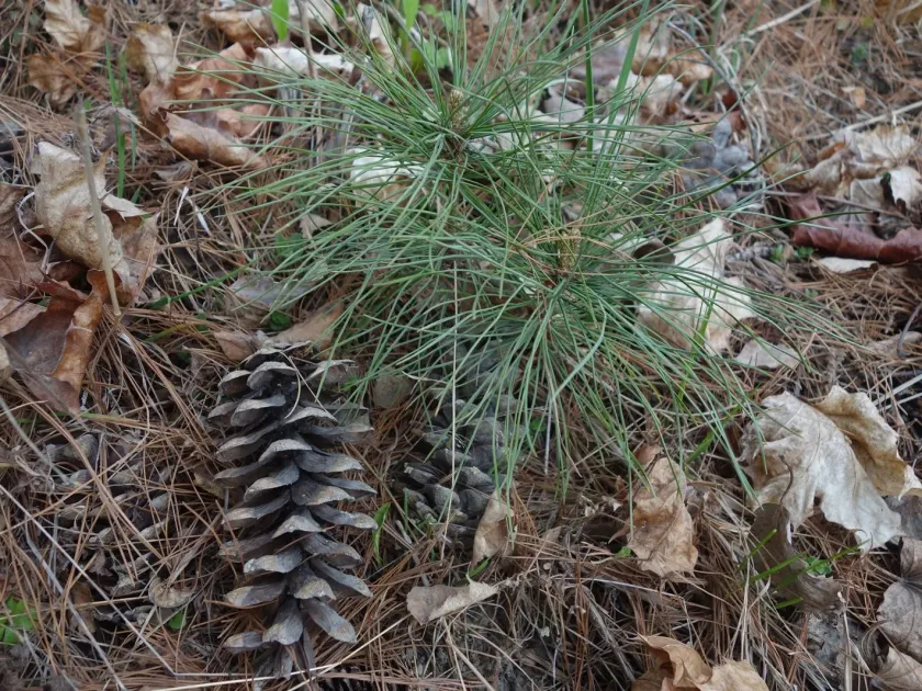 Macedonian pine
