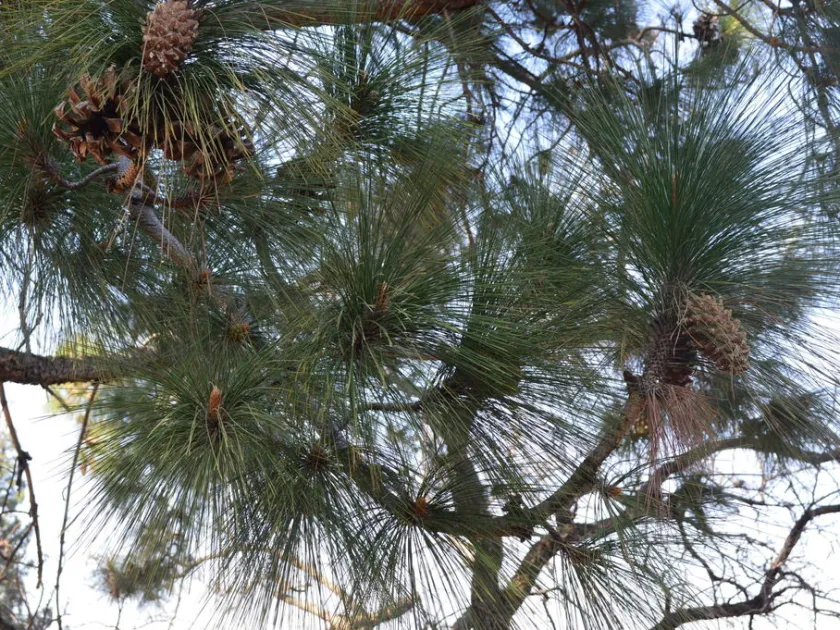 Chir pine