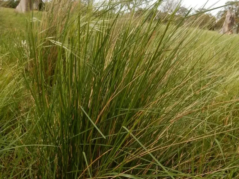 Piptochaetium montevidense