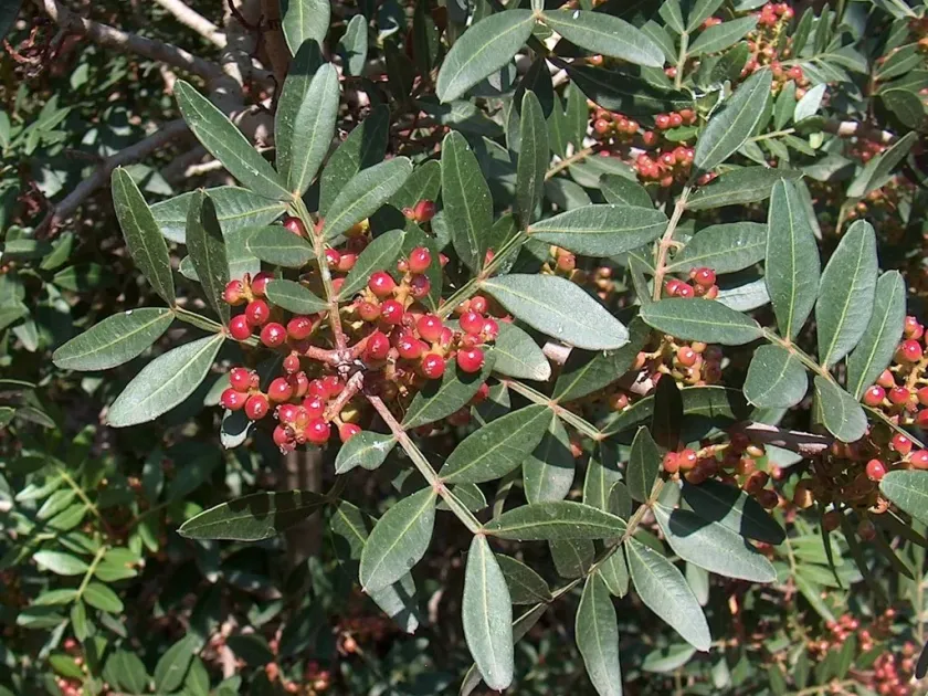 Mastic tree