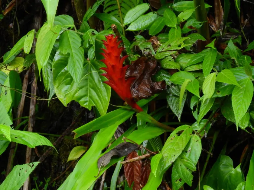 Pitcairnia hitchcockiana