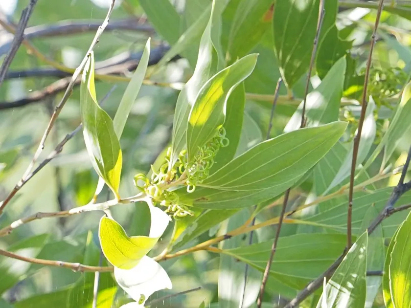 Acacia holosericea