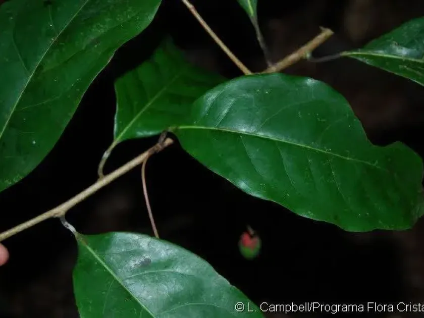 Aniba parviflora