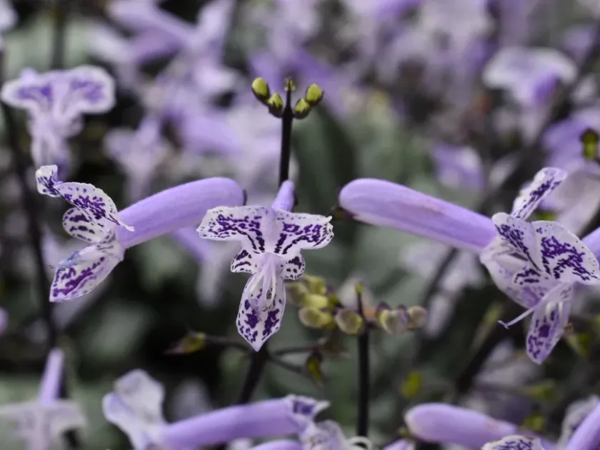 Hybrids of Plectranthus saccatus and Plectranthus hilliardiae