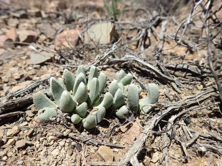 Pleiospilos