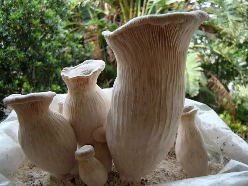 Pleurotus nebrodensis