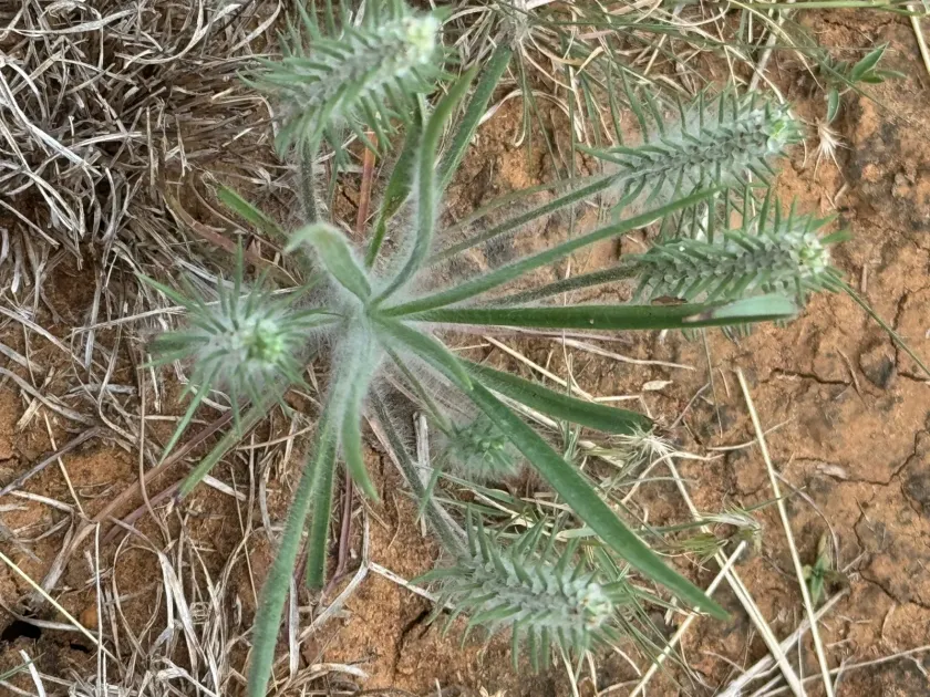 Buckhorn plantain (aristate)