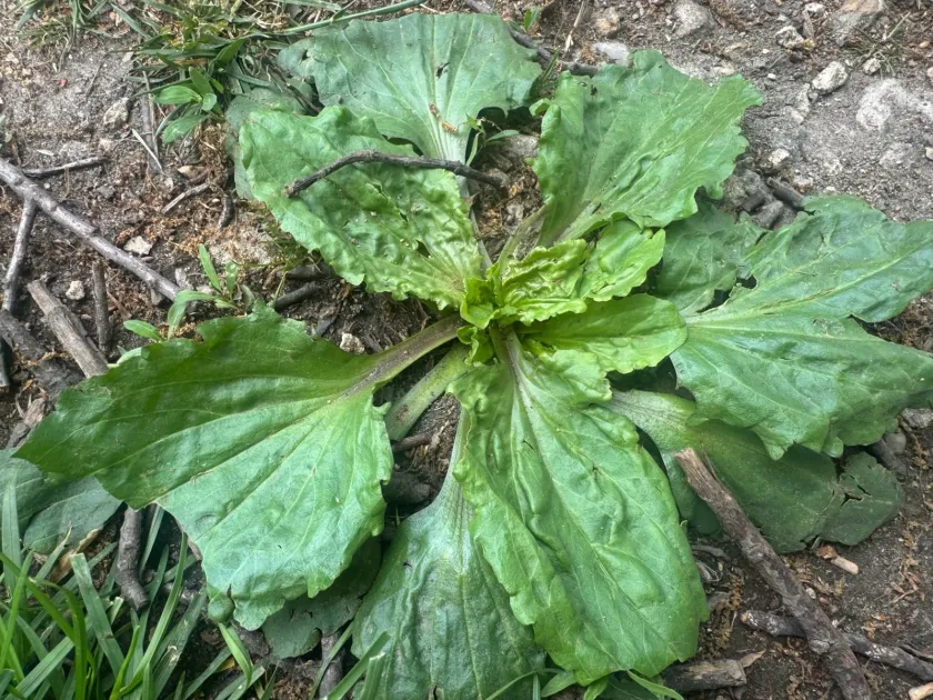 Rugel's plantain