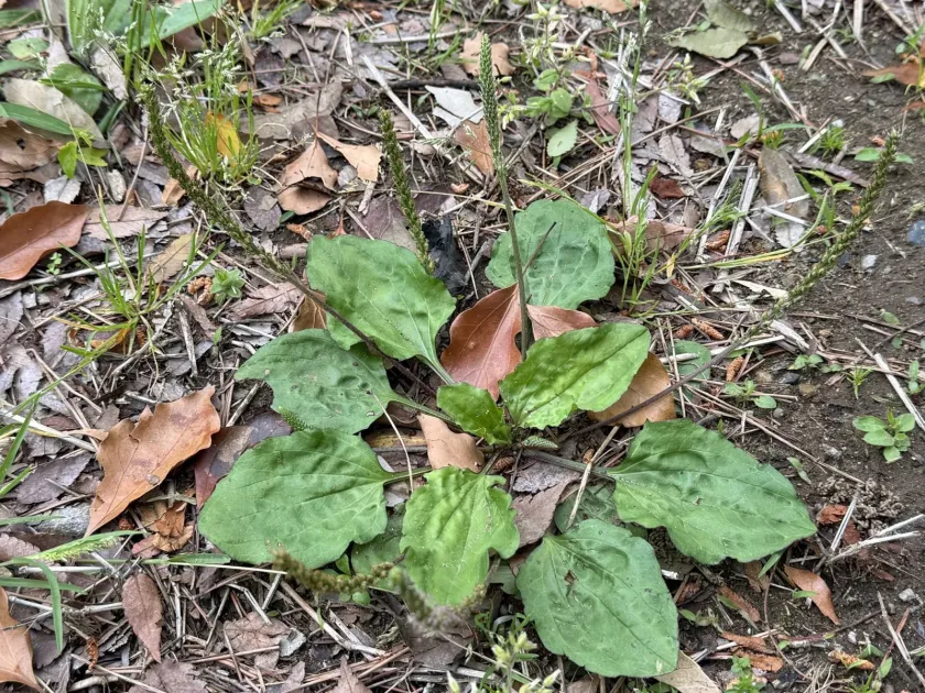 Asian plantain