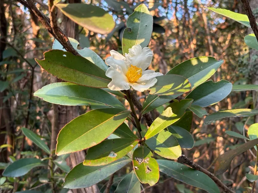 Polyspora axillaris