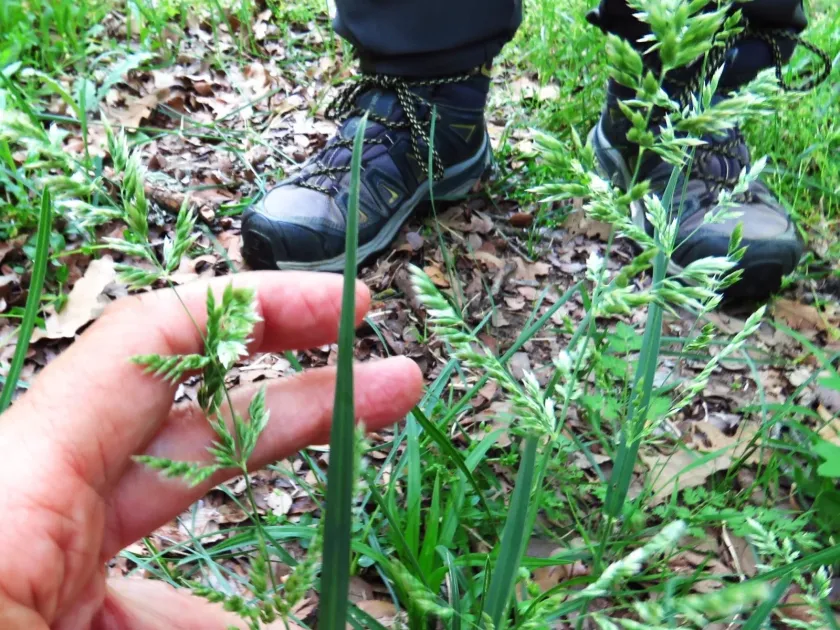 Hybrid of Texas bluegrass and Kentucky bluegrass