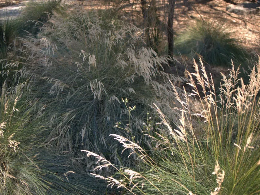 Tussock Grass