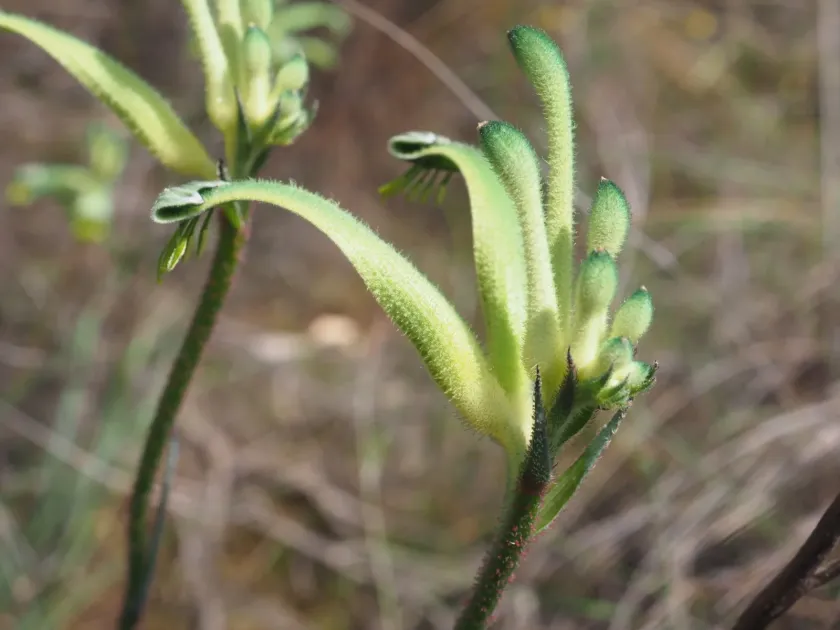 Anigozanthos hybrid