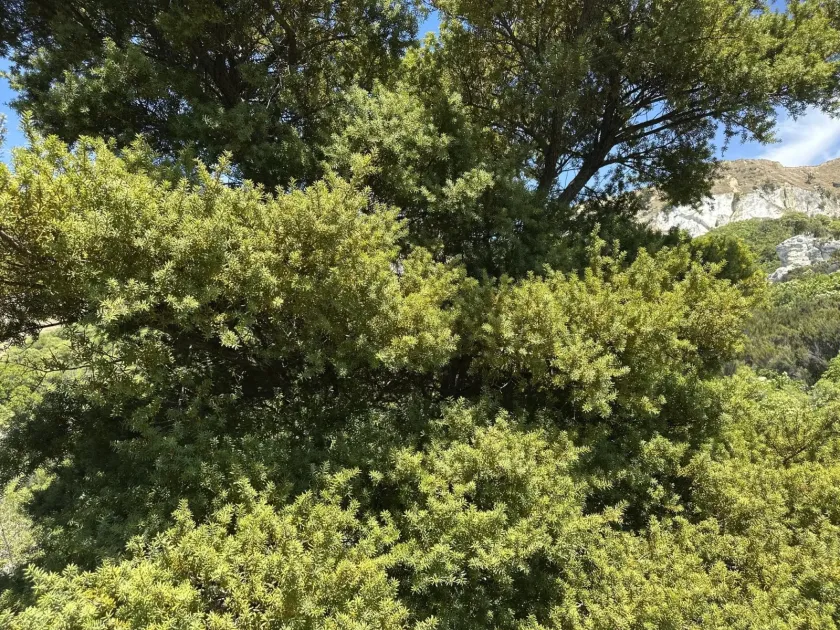 Podocarpus totara