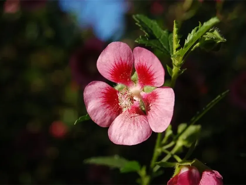 Анізодонтея капська