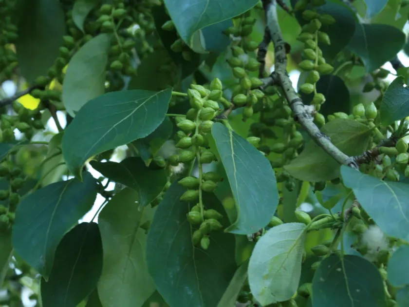 Maximowicz poplars × Berlin poplar