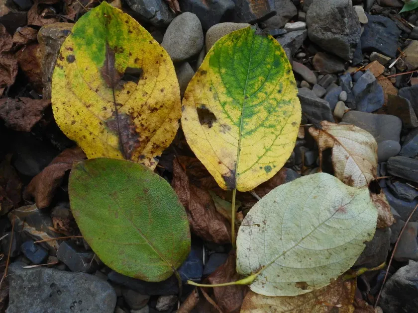Maximowicz poplar