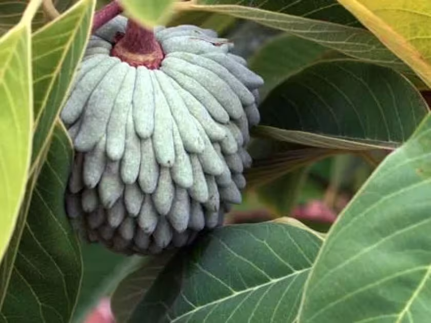 Atemoya